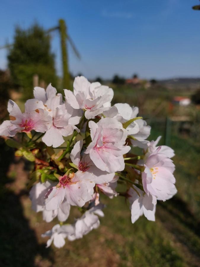 La Collina Delle Acacie Bed & Breakfast Grumolo Pedemonte Dış mekan fotoğraf