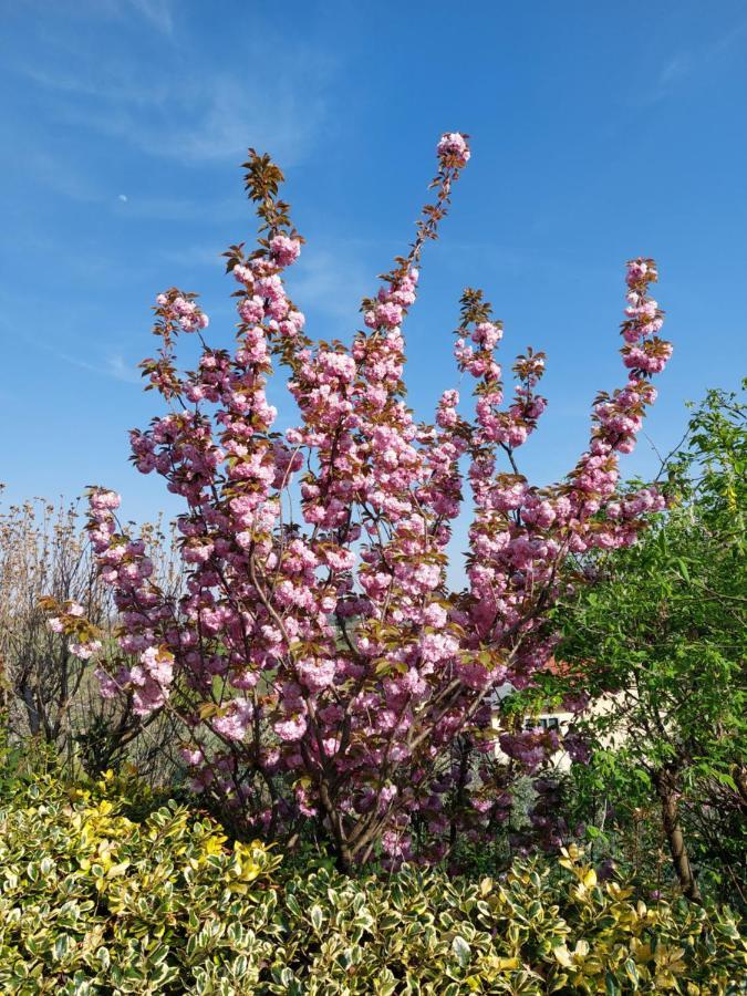 La Collina Delle Acacie Bed & Breakfast Grumolo Pedemonte Dış mekan fotoğraf