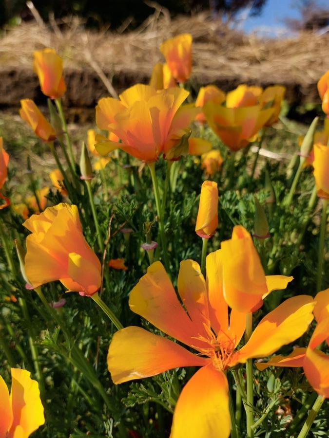 La Collina Delle Acacie Bed & Breakfast Grumolo Pedemonte Dış mekan fotoğraf