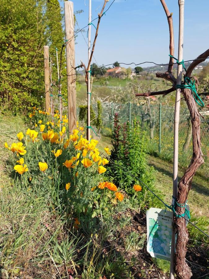 La Collina Delle Acacie Bed & Breakfast Grumolo Pedemonte Dış mekan fotoğraf